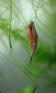 24-listonoh-miri-k-hladine