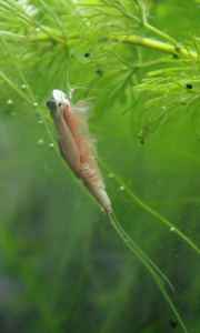 25-obirani-rostlinek