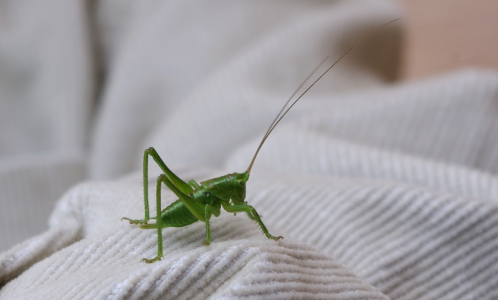 n&aacute;dhern&yacute; zelen&yacute; lučn&iacute; kon&iacute;k na &Scaron;imonkovi