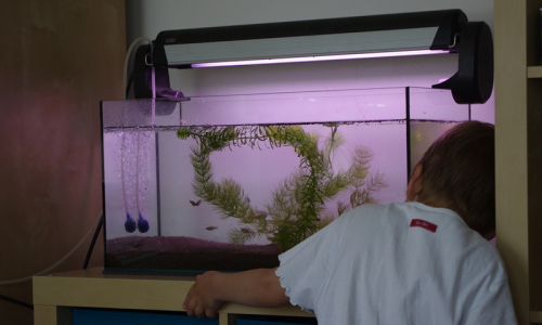 vyčistili jsme akv&aacute;rium a &Scaron;imon kontroluje, zda je v&scaron;e v poř&aacute;dku