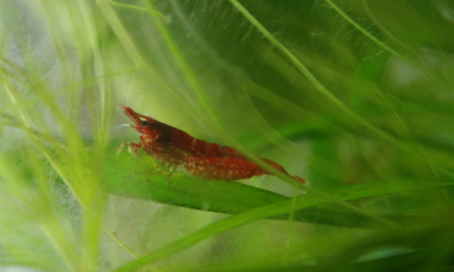 pěkně vypasen&aacute; krevetka si lebed&iacute; v rostlin&aacute;ch
