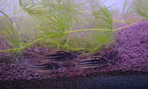 panc&eacute;řn&iacute;čci z na&scaron;eho akv&aacute;ria