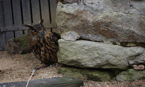 v&yacute;r z Pavlova