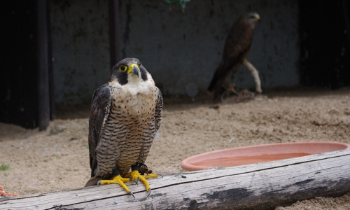 sokol stěhovav&yacute;