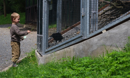 &Scaron;imon zdrav&iacute; sv&eacute;ho star&eacute;ho kamar&aacute;da, krkavce