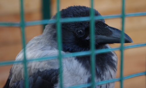 tahle ochočen&aacute; vr&aacute;na pr&yacute; um&iacute; p&iacute;t pivo