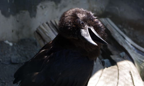 krkavec toč&iacute; hlavou a p&oacute;zuje