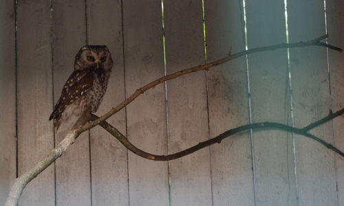 pu&scaron;t&iacute;k nebo s&yacute;ček, pletu si je