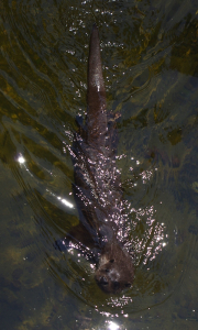 tahle vydra je na&scaron;těst&iacute; čil&aacute; i přes den