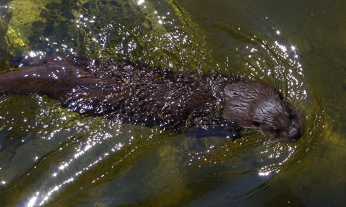 vydra plave v nov&eacute;m v&yacute;běhu