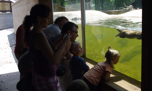 kouk&aacute;me v&scaron;ichni, jak vydra plave