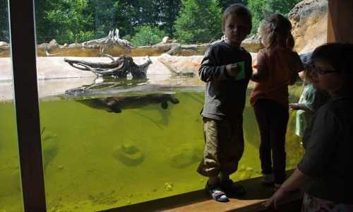 je kr&aacute;sně vidět i pod vodu, jak vydra plave