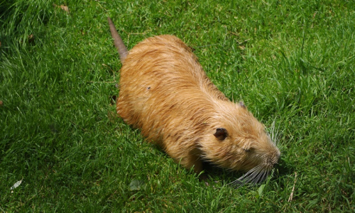 v Pavlově maj&iacute; i nutrie