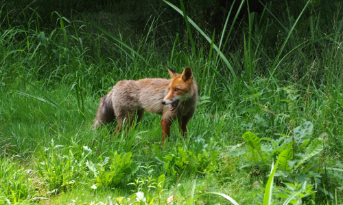 tohohle li&scaron;&aacute;ka pamatuju je&scaron;tě jako mrňav&eacute; &scaron;těně