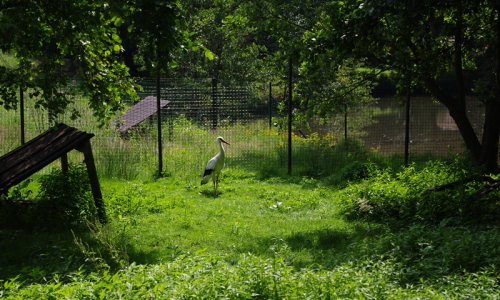 č&aacute;p důstojně kr&aacute;č&iacute; ve sv&eacute;m v&yacute;běhu