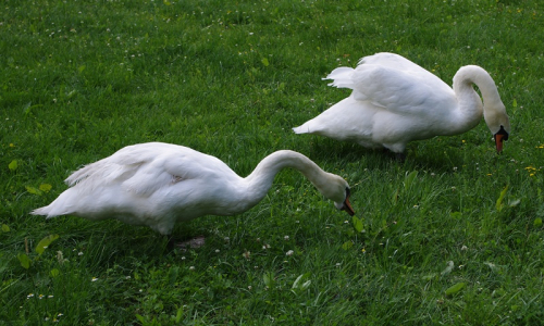 p&aacute;r labut&iacute; se batol&iacute; kousek od n&aacute;s