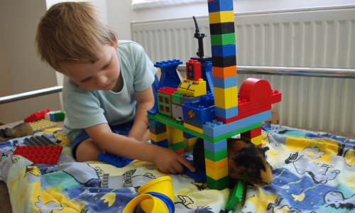 &Scaron;imon zapojuje morče Fil&iacute;pka do hry s legem