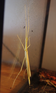 B&iacute;l&aacute; pakobylka m&aacute; vět&scaron;inou zatažen&aacute; kř&iacute;dla.