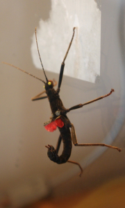 K tomuto čern&eacute;mu kon&iacute;čkovi hled&aacute;me samičku.