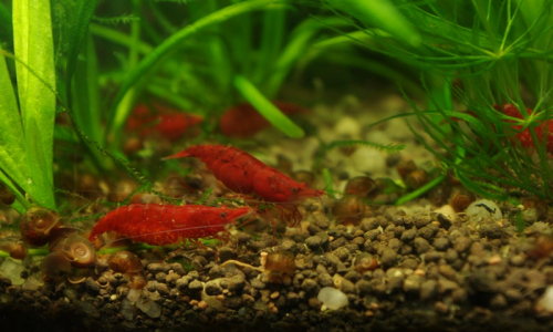 Sněm krevetek nen&iacute; ž&aacute;dn&aacute; z&aacute;hada, prostě napadalo žr&aacute;dlo na jedno m&iacute;sto.