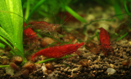 Červen&eacute; krevetky jsou samičky, samci jsou průhledn&iacute; a pohyblivěj&scaron;&iacute;.