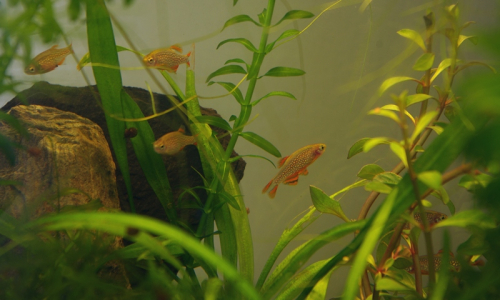 Mikrorazbor&aacute;m to v krevetk&aacute;riu docela slu&scaron;&iacute;.