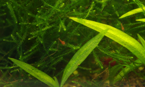 Objevili jsme miminka krevet.