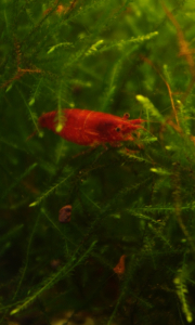 Srovn&aacute;n&iacute; dospěl&eacute; krevetky s miminkem.