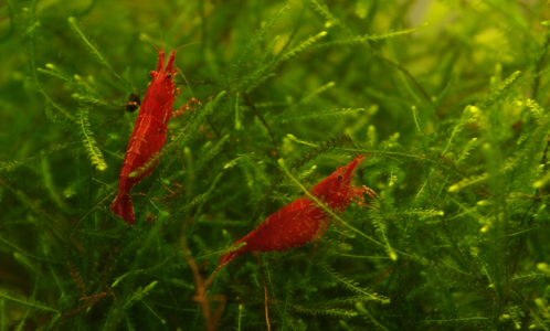 Krevety si hov&iacute; na j&aacute;vsk&eacute;m mechu.