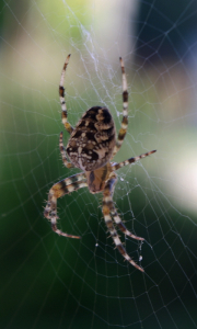 Křiž&aacute;k si nat&aacute;hnul pavučinu za oknem.