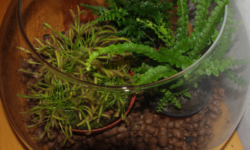 &Scaron;imonova masožravka pěkně roste.