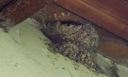 Mal&eacute; jiřičky koukaj&iacute; z hn&iacute;zda.