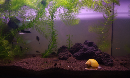 Pročistili jsme akv&aacute;rium a nejsp&iacute;&scaron; i zv&iacute;tězili nad zelenou řasou.