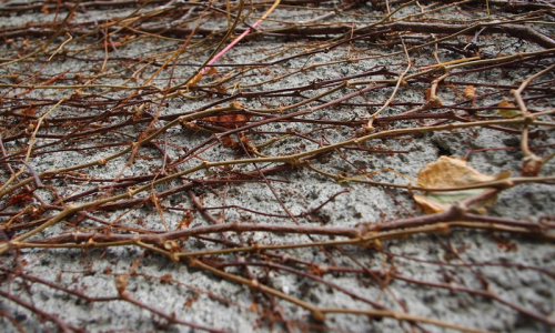 Konec podzimu a opadan&eacute; ps&iacute; v&iacute;no na zdi.
