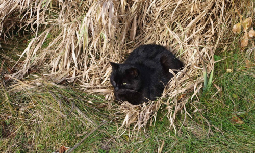 Kocour Racour si vyležel pel&iacute;&scaron;ek ve vysok&eacute; tr&aacute;vě.