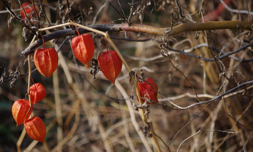 Podzimn&iacute; lampiońky, alias židovsk&aacute; tře&scaron;eň.