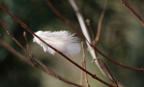 Na keři bez list&iacute; se zachytilo opu&scaron;těn&eacute; p&iacute;rko.