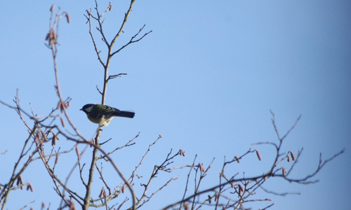 S&yacute;korka na vrcholu l&iacute;skov&eacute;ho keře.
