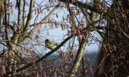 S&yacute;korka uprostřed l&iacute;skov&eacute;ho keře.