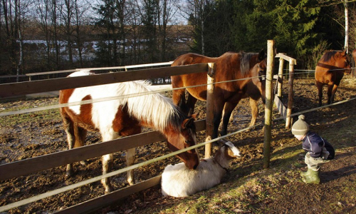 14-simonek-u-koniku-prikrceny