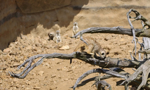 05-surikata-na-vetvi