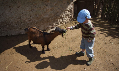 18-simon-krmi-kozicku