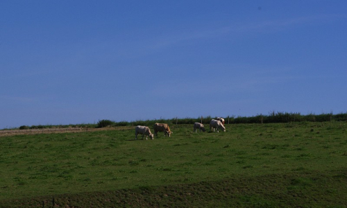 Kravičky nedaleko Hradce.