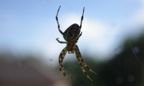 Detail křiž&aacute;ka za oknem, krasavec  s chlupat&yacute;ma nohama.