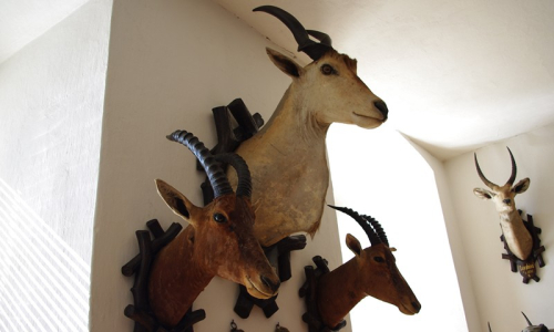 Trofeje antilop.