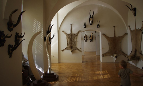 Dal&scaron;&iacute; trofeje, kůže geparda, lev.