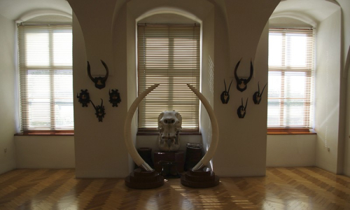 Slon&iacute; z&aacute;ti&scaron;&iacute; s odpadkov&yacute;mi ko&scaron;i ze slůn&iacute;ch nožek.