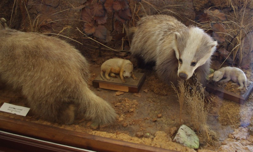 Vycpaniny, zde jezevec.