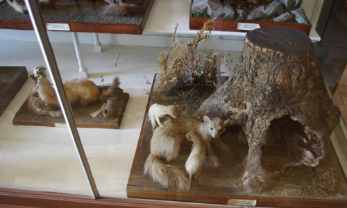 Vycpanin bylo stra&scaron;ně moc, zde kuna.