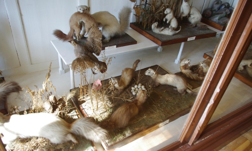 Lasicovit&eacute; &scaron;elmy vycpan&eacute;.